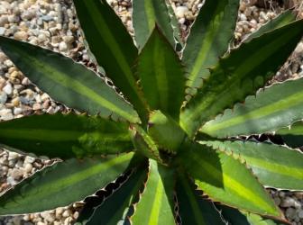 Agave lophanta splendida
