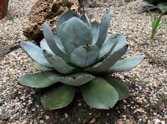 Agáve parryi var. truncata