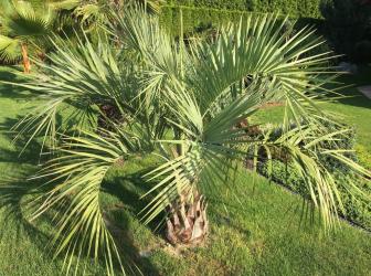 Butia capitata