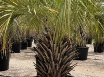 Butia catarinensis ( Butia bonettii )