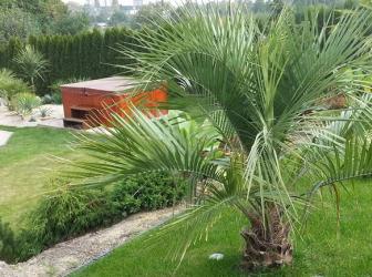 Butia eriospatha