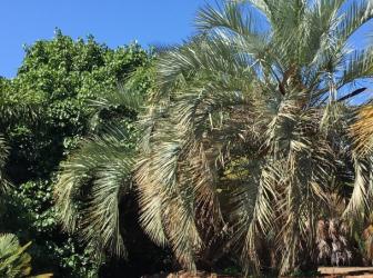 Butia yatay