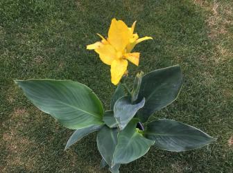 Canna indica