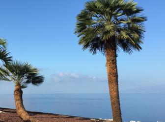 Chamaerops humilis