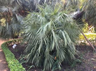 Chamaerops humilis var. cerifera