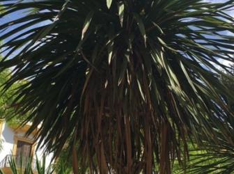 Cordyline australis