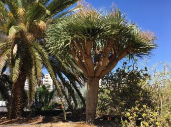 Dracaena draco