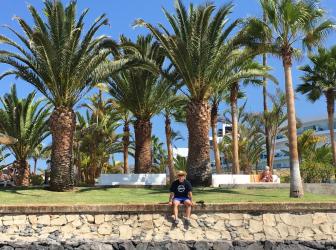 Phoenix canariensis