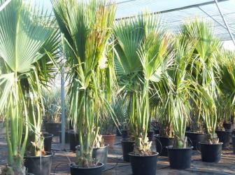Sabal minor