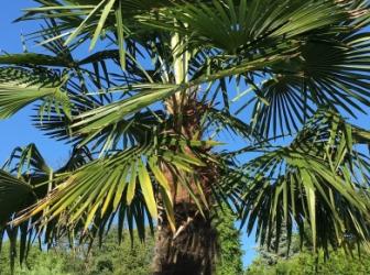 Trachycarpus fortunei