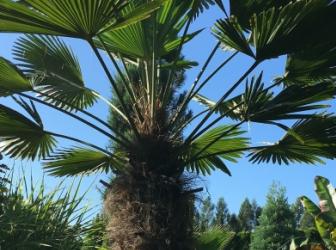 Trachycarpus wagnerianus