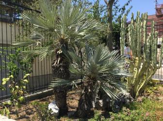 Trithrinax campestris