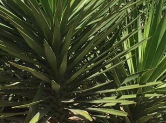 Yucca aloifolia