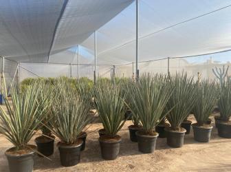 Yucca baccata