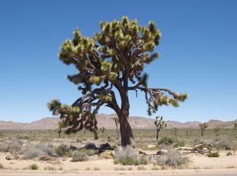 Yucca brevifolia