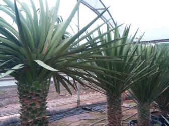 Yucca decipiens