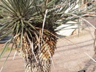 Yucca elata
