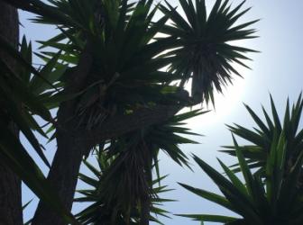 Yucca Gigantea syp. Yucca elephantipes ( Giant Yucca )