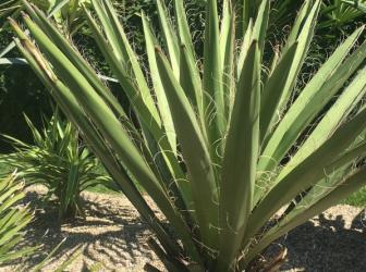 Yucca faxoniana