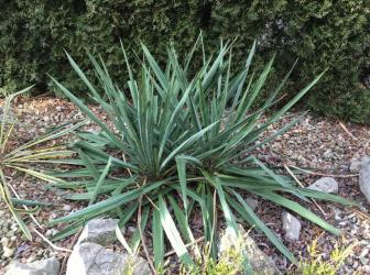 Yucca filamentosa