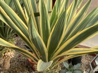 Yucca gloriosa variegata