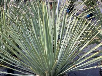 Yucca HESPEROYUCCA WHIPPLEI (syn. YUCCA WIPPLEI )