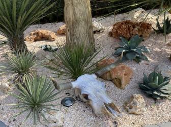 Yucca neomexicana