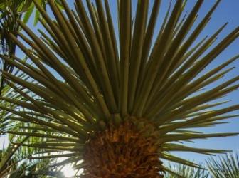 Yucca rigida