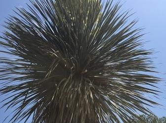 Yucca thomsoniana