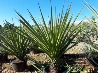 Yucca torreyi