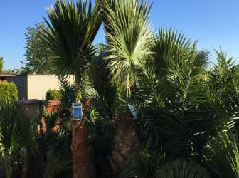 Prodej a pronájem palem - Palm Rentals - V.I.P. CHILL ZONES