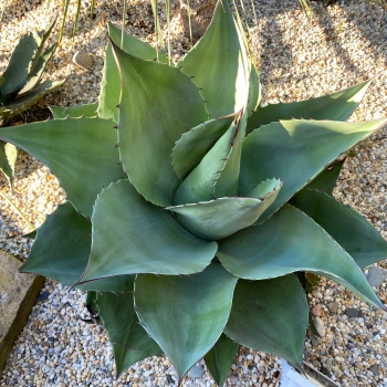 Agáve ovatifolia whale's tongue 