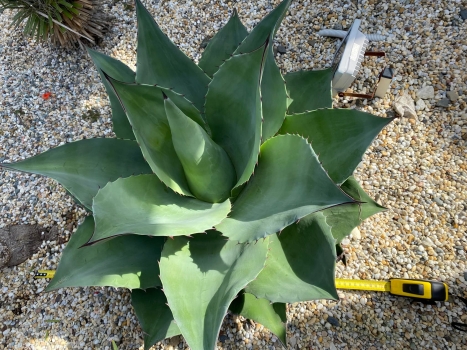 Agáve ovatifolia whale's tongue 