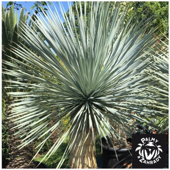 Yucca rostrata 