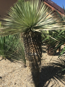 Yucca rostrata 