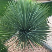 Yucca rostrata 