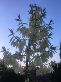 Yucca rostrata 