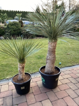 Yucca rostrata 