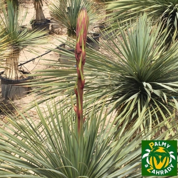 Yucca rostrata 