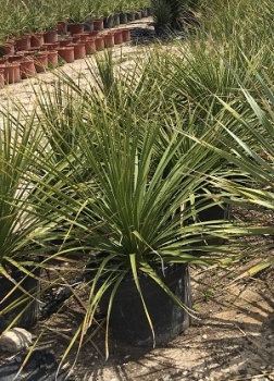 Dasylirion serratifolium 