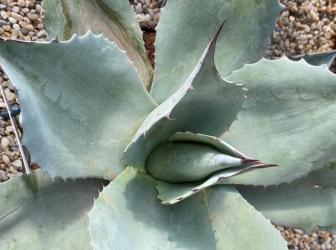 Agáve ovatifolia iced heart