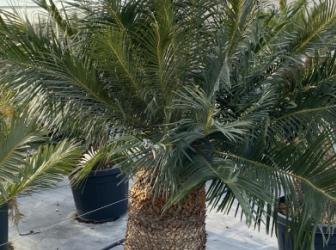 Cycas panzhihuaensis
