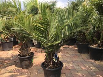 Jubaea chilensis