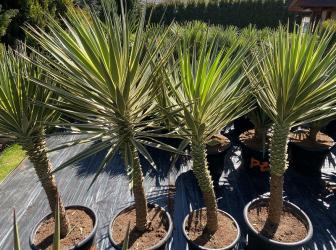 Yucca aloifolia marginata