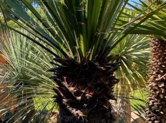 Yucca carnerosana