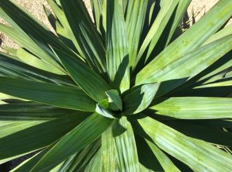 Yucca gloriosa