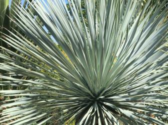 Yucca rostrata